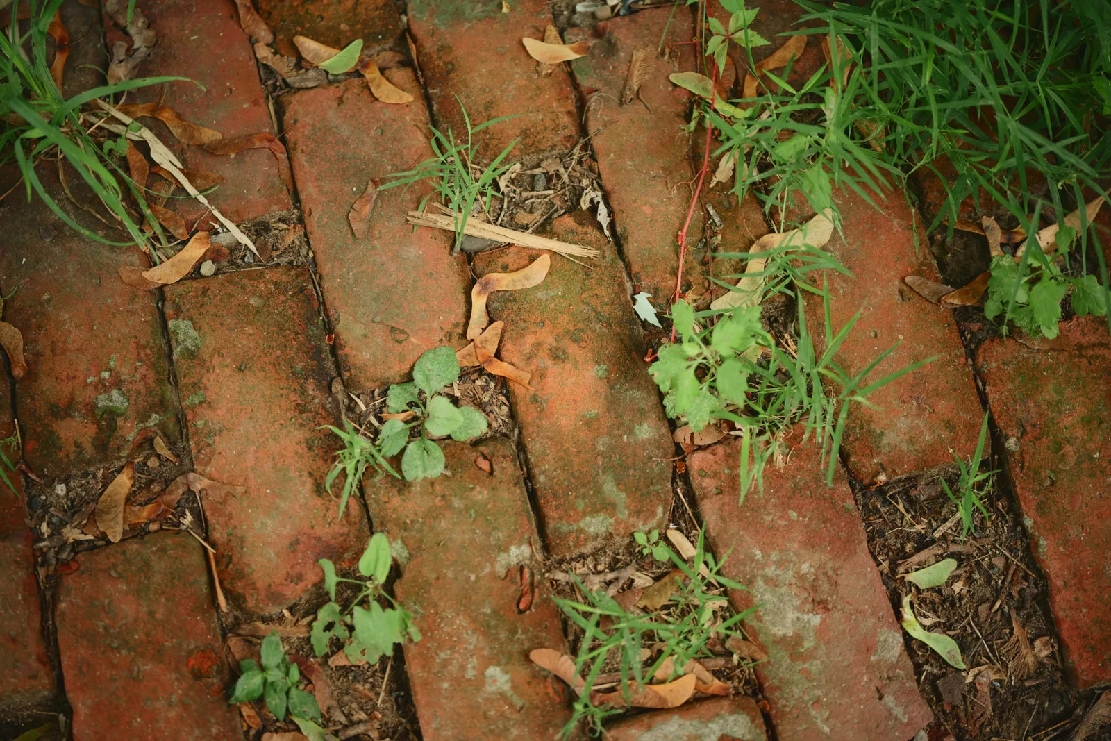 Hand-weeded border in Derby with weeds removed at the root